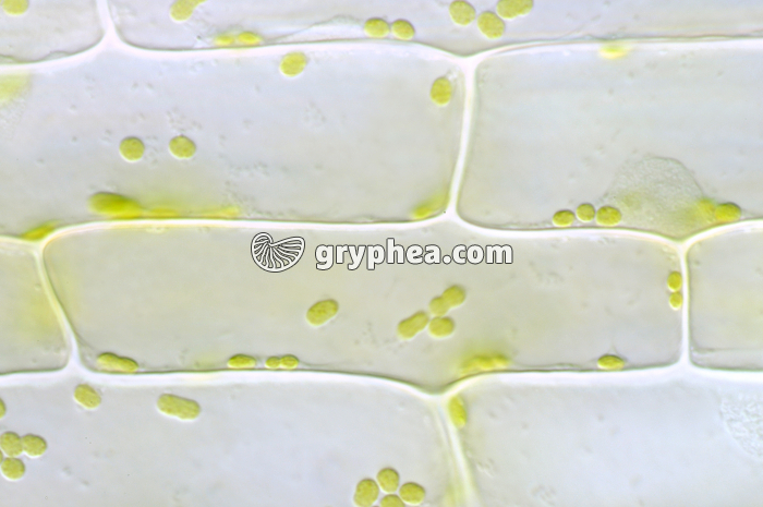 Cellules de feuille d'Elodée - culture de 24h à l'obscurité x100 - gryphea.org